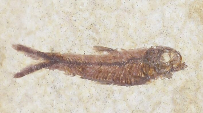 x Fossil Fish Knightia (Custom Order) #39232
